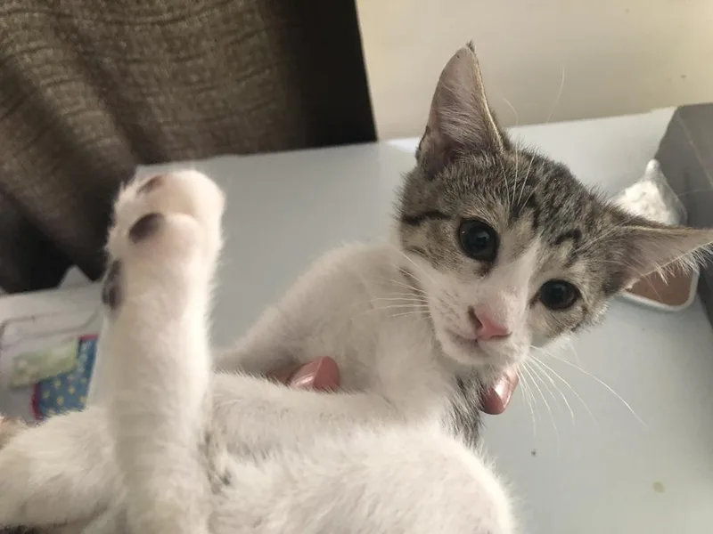 A baby small-sized female Domestic Short Hair cat named Marie for adoption in Emporia, KS