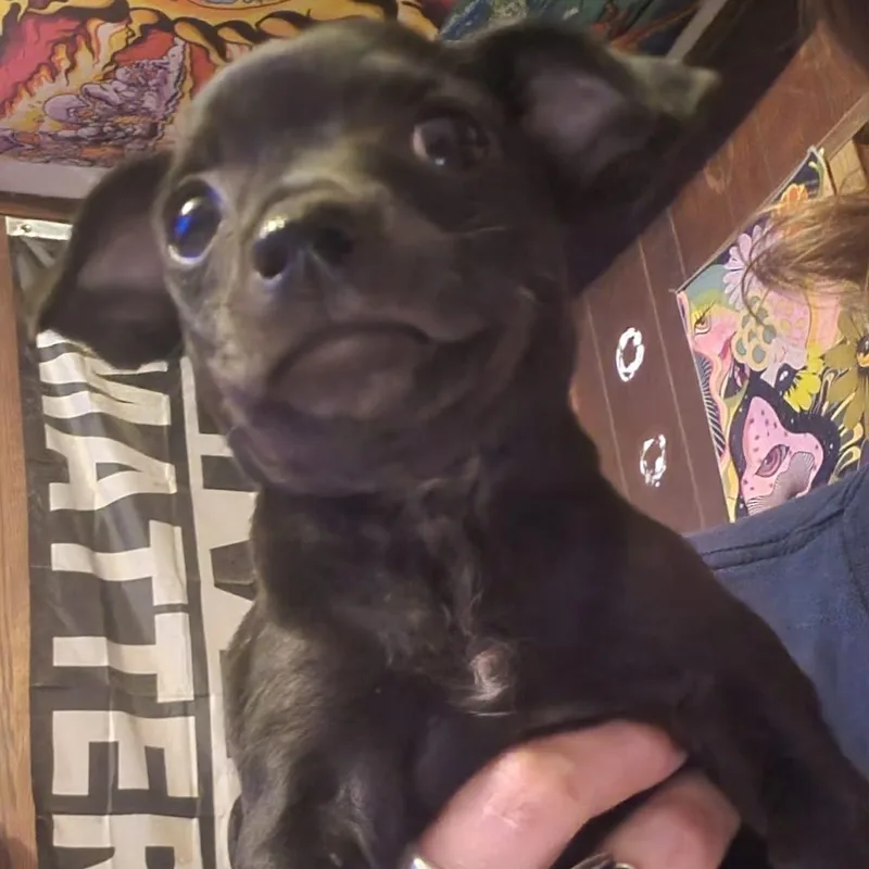 A baby small-sized male Black Chihuahua dog named Markus for adoption in Hamilton , NJ
