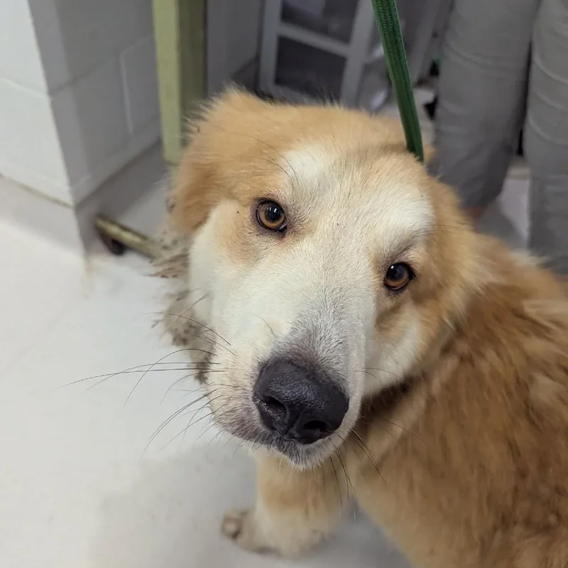 An adult medium-sized male Yellow / Tan / Blond / Fawn Mixed Breed dog named Baron for adoption in Jeffersonville, IN
