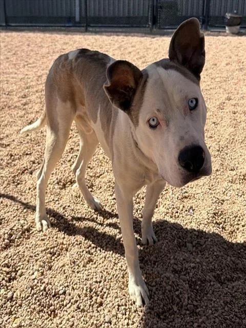 A young large-sized male Pit Bull Terrier dog named Lemur for adoption in Brighton, CO