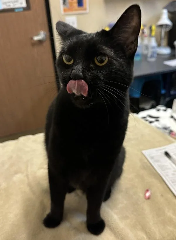 A senior medium-sized female Domestic Short Hair cat named Beatrice for adoption in Oceanside, CA