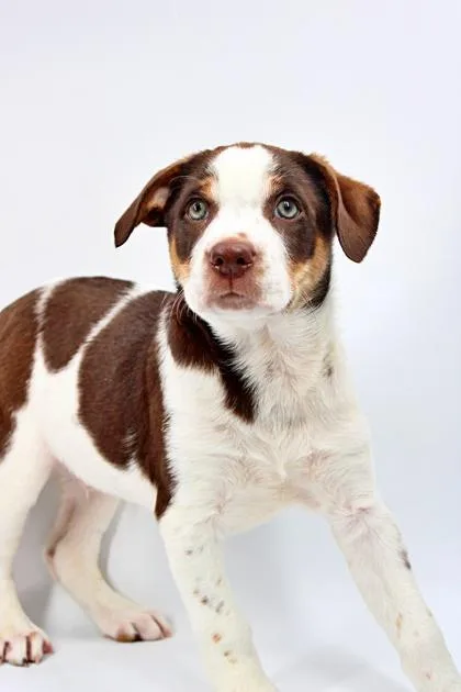 A baby medium-sized male Australian Shepherd dog named Ranger for adoption in Morton Grove, IL