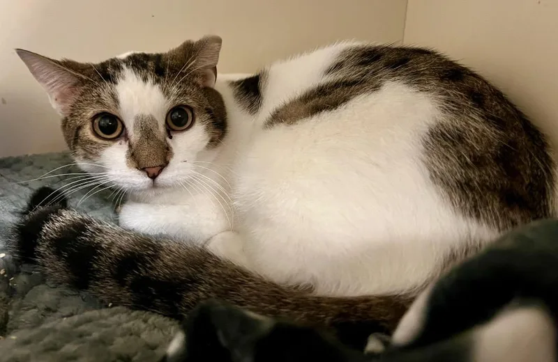 An adult medium-sized male Domestic Short Hair cat named Melvin for adoption in Windsor, CT