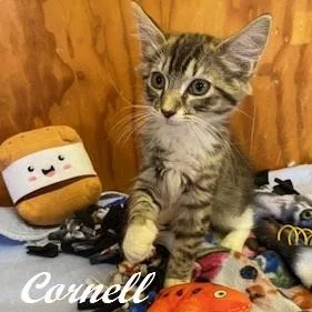 Cornell thumbnail 2
