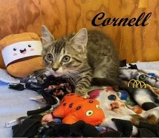 Cornell thumbnail 3