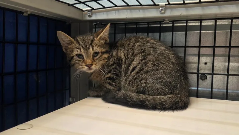 A baby small-sized male Domestic Short Hair cat named Java for adoption in Shelbyville, TN