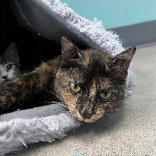 A young small-sized female Domestic Short Hair cat named Taco Belle for adoption in Archbold , OH