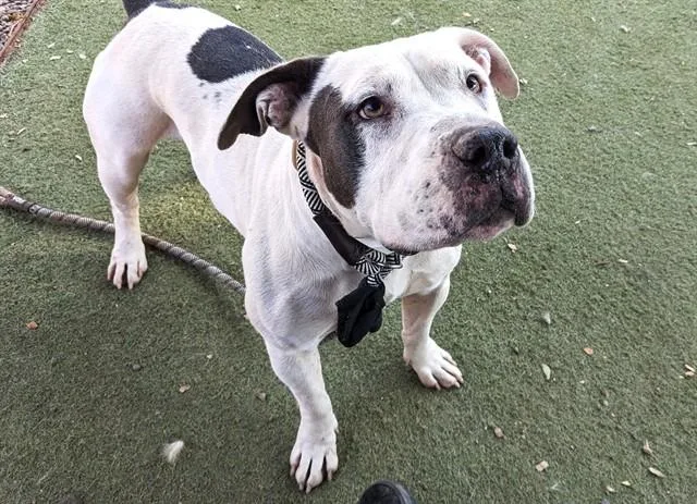 An adult large-sized female Pit Bull Terrier dog named Waffles for adoption in Phoenix, AZ