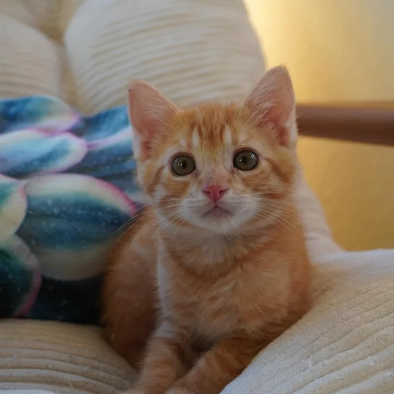 A baby small-sized male Domestic Short Hair cat named Carson for adoption in Elk Grove, CA