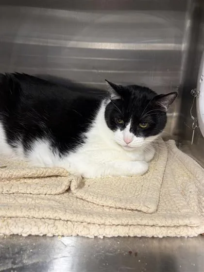 An adult small-sized male Domestic Medium Hair cat named Simon for adoption in West Chester, PA