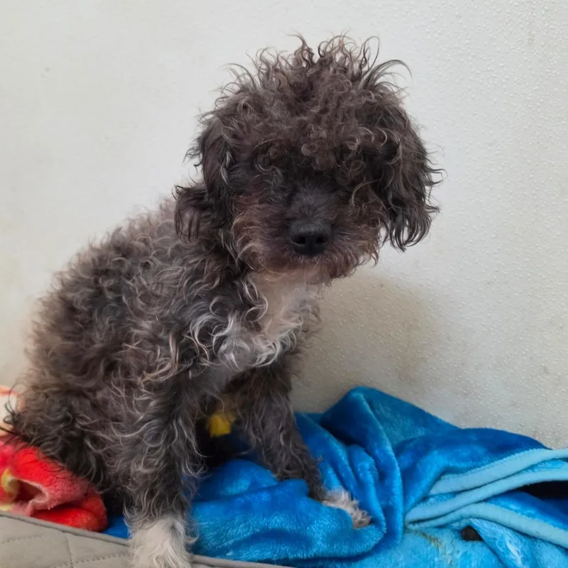 An adult small-sized male Gray / Blue / Silver Poodle dog named Devon  Chino Hills for adoption in Chino Hills, CA