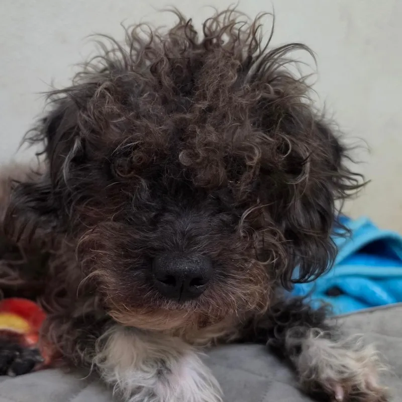 Devon  Chino Hills thumbnail 2