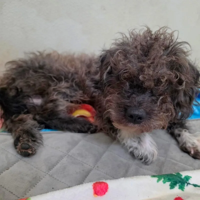 Devon  Chino Hills thumbnail 3