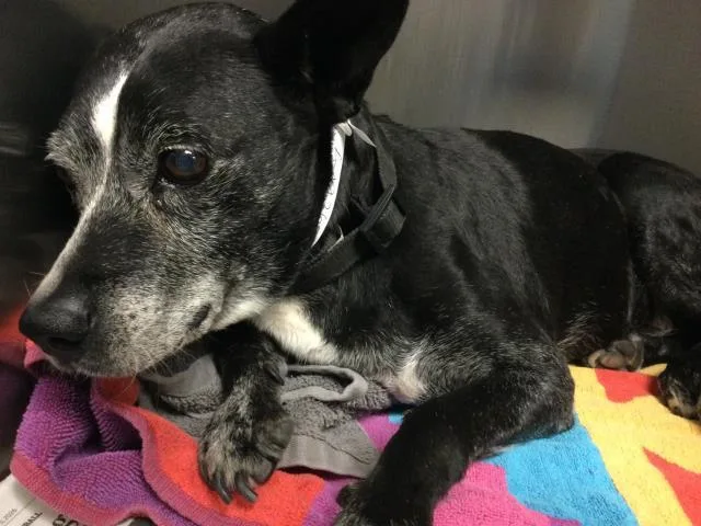 A senior small-sized female Terrier dog named Jolene for adoption in Riverside, CA