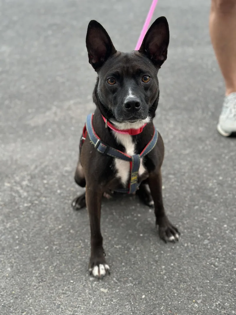 An adult medium-sized female Bicolor Australian Kelpie dog named Mariah for adoption in Ellicott City, MD