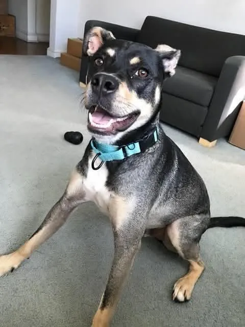 A young medium-sized male Tricolor (Brown, Black, & White) Shepherd dog named Parker for adoption in Pleasant Valley, NY