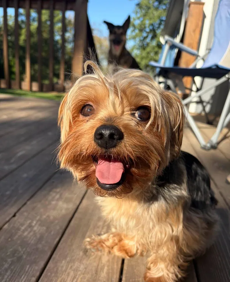 A young small-sized male Brown / Chocolate Yorkshire Terrier dog named Teddy for adoption in Lincoln, NE