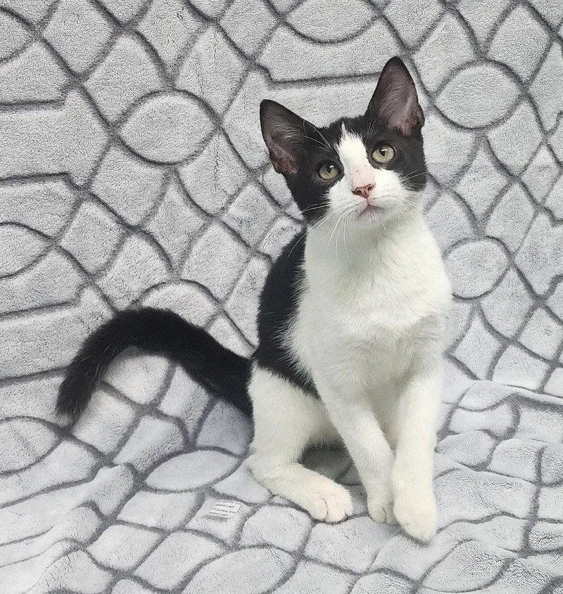 A baby medium-sized male Domestic Short Hair cat named Jordan for adoption in Wetumpka, AL