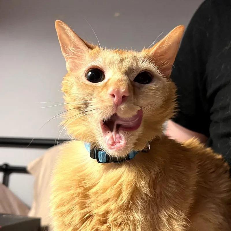 Cheddar Bay Biscuit thumbnail 2