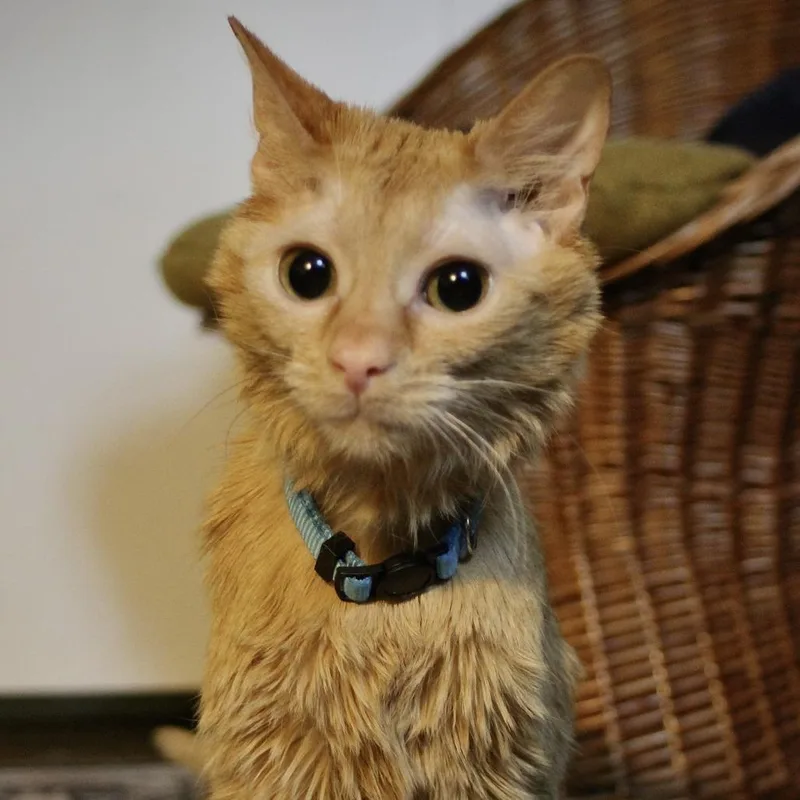 Cheddar Bay Biscuit thumbnail 3