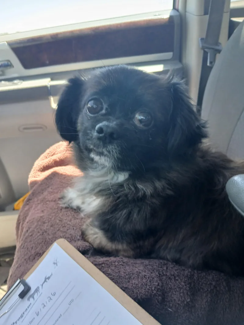 Taz