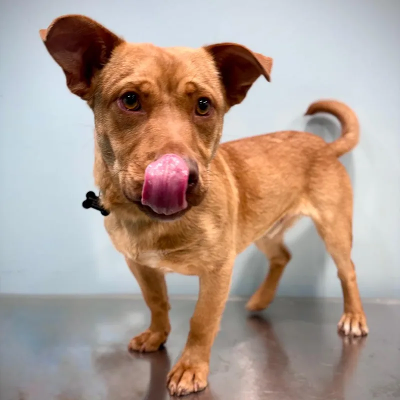 A young medium-sized male Red / Chestnut / Orange Mixed Breed dog named Austin for adoption in Portland, OR