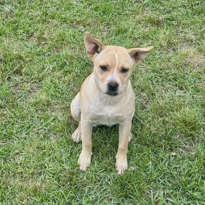 A baby medium-sized female Mixed Breed dog named Daisy for adoption in Danville, VT