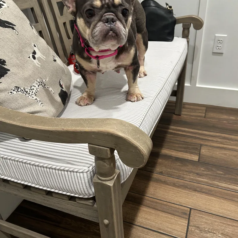 An adult medium-sized female French Bulldog dog named Faith for adoption in Palm Coast, FL