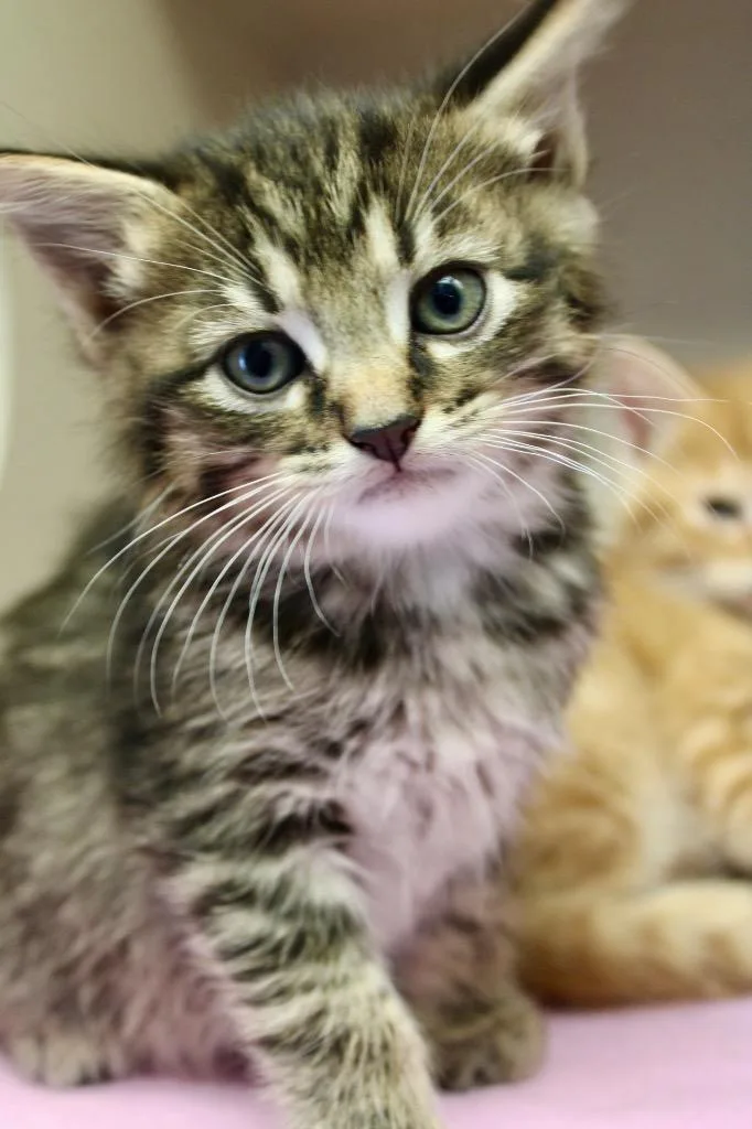 A baby medium-sized female Domestic Short Hair cat named Lainey Wilson for adoption in Morgantown, KY