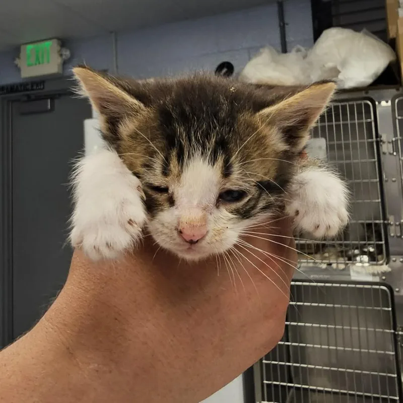 A baby small-sized male Brown / Chocolate Domestic Short Hair cat named Abbot for adoption in Martinsville, VA