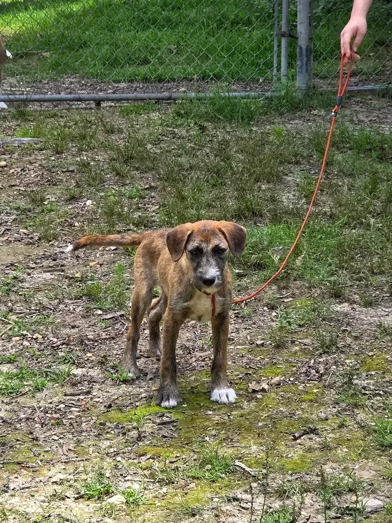 A young medium-sized female Merle (Blue) American Staffordshire Terrier dog named Hazelnut for adoption in bauxite, AR