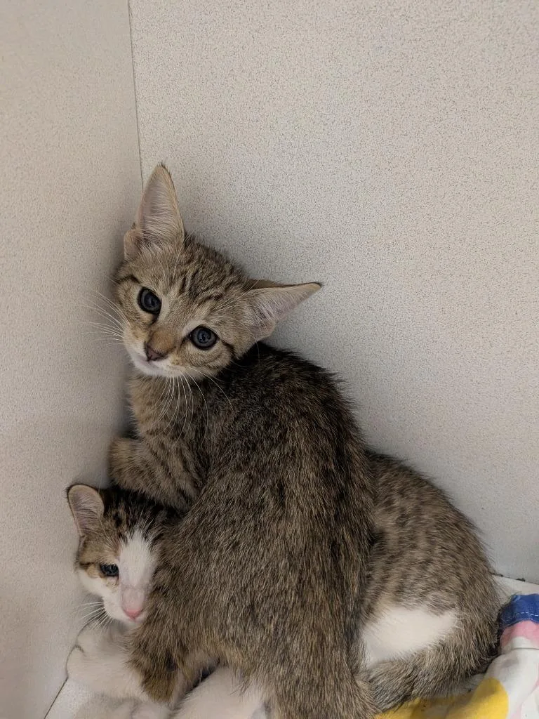 A baby small-sized female Domestic Short Hair cat named Mable for adoption in Huntsville, TX