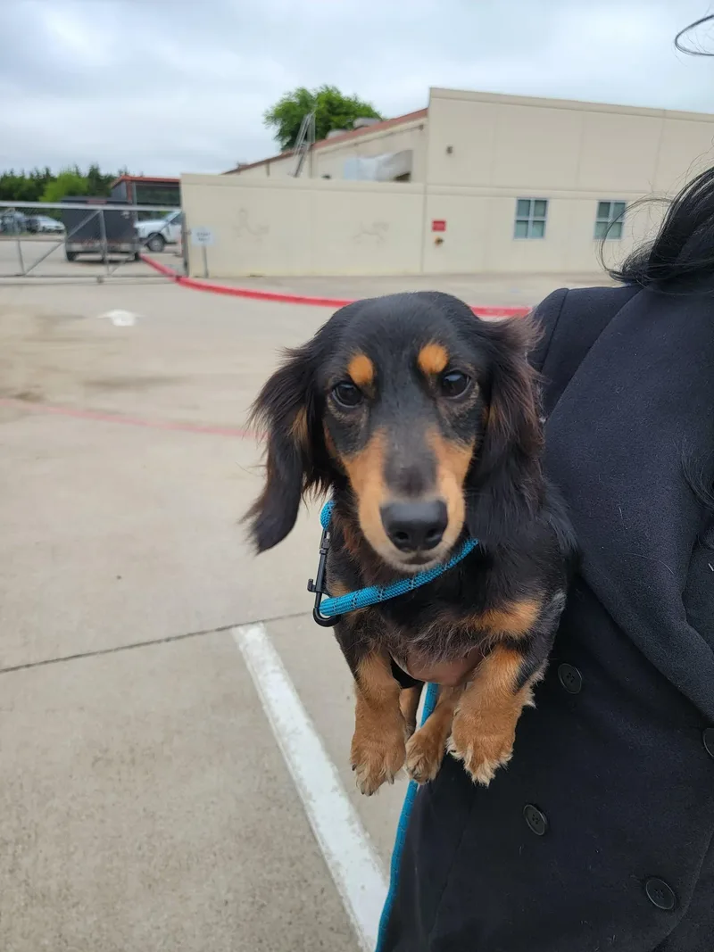 An adult small-sized male Bicolor Dachshund (Miniature Long Haired) dog named Marty for adoption in Van Alstyne, TX