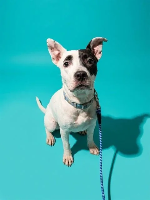 An adult medium-sized male Mixed Breed dog named Oreo Cookie Cake for adoption in Jacksonville, FL