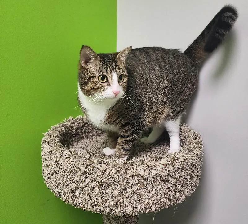 An adult medium-sized male Tabby (Brown / Chocolate) Domestic Short Hair cat named Sage for adoption in Jackson, TN