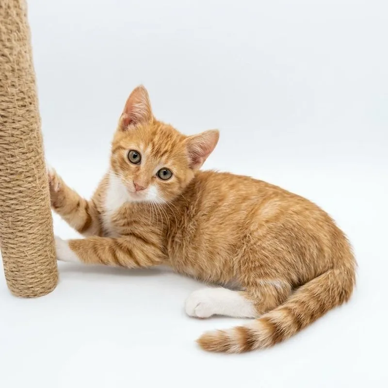 A baby small-sized male Domestic Short Hair cat named Boba for adoption in Elwood, IN