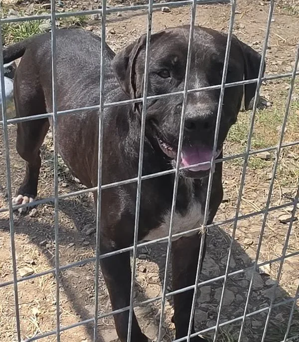 An adult large-sized male Pit Bull Terrier dog named Miller for adoption in Cleveland, TN