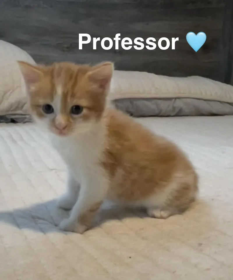 PURRfessor
