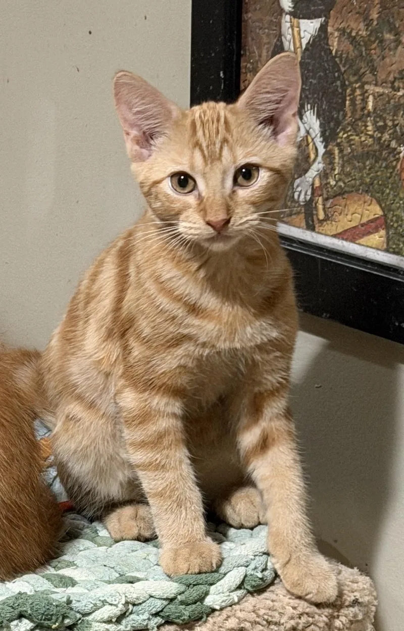 A baby medium-sized male Tabby (Orange / Red) Domestic Short Hair cat named Oslo for adoption in East Hanover, NJ