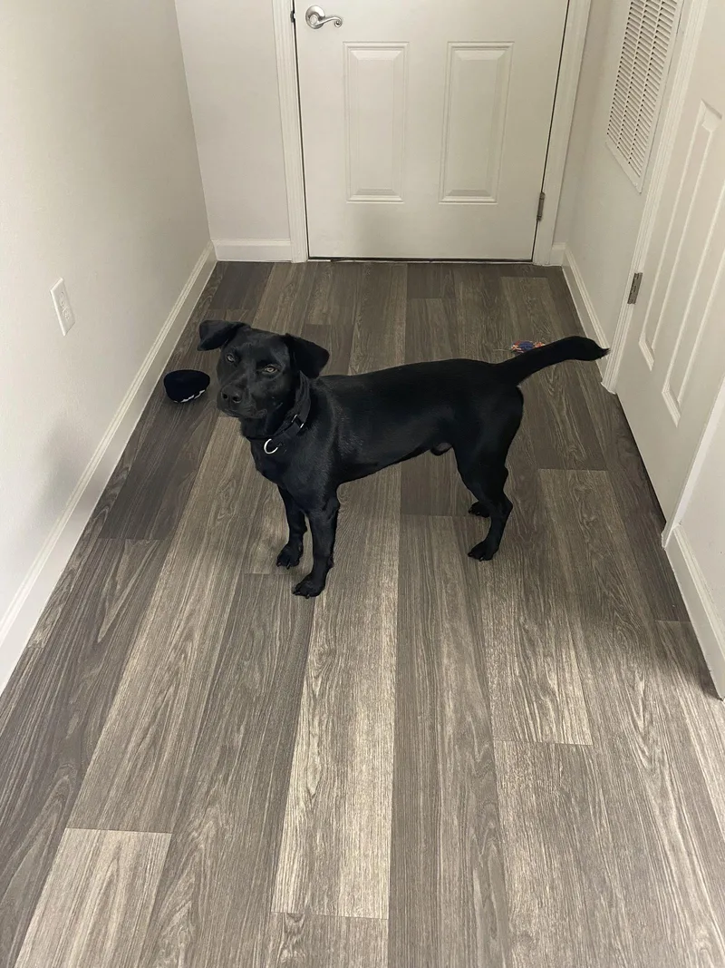 An adult medium-sized male Labrador Retriever dog named Archie Cl for adoption in Kansas City, MO