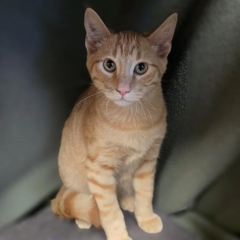 A baby medium-sized male Tabby (Orange / Red) Domestic Short Hair cat named Frisco for adoption in Lowell, AR