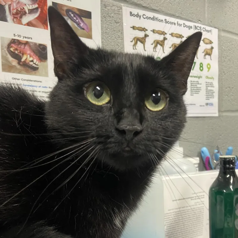 An adult medium-sized female Black Domestic Short Hair cat named Umbra for adoption in Allentown, PA