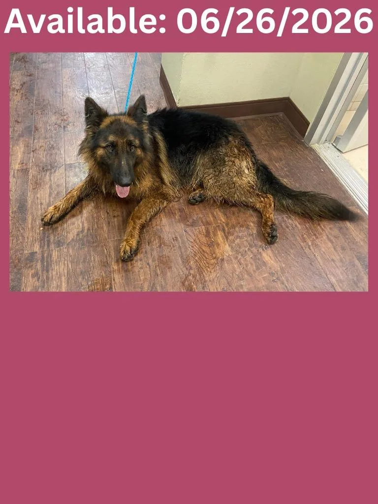 An adult large-sized female German Shepherd Dog dog named Dog Kennel for adoption in Greenville, TX