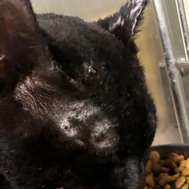 An adult large-sized male Black Domestic Short Hair cat named Torch C for adoption in Napoleon, OH