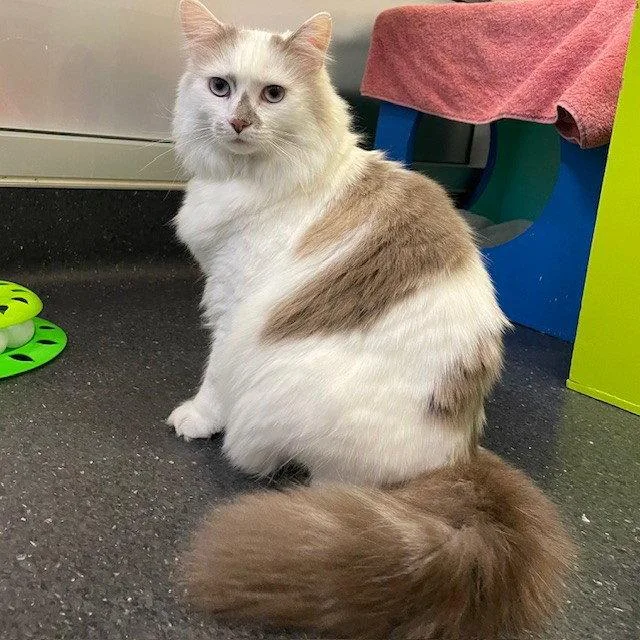 An adult medium-sized female Domestic Long Hair cat named Dove for adoption in Burlingame, CA
