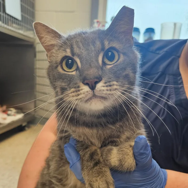 An adult large-sized male Gray / Blue / Silver Domestic Short Hair cat named Bb for adoption in Birdsboro, PA