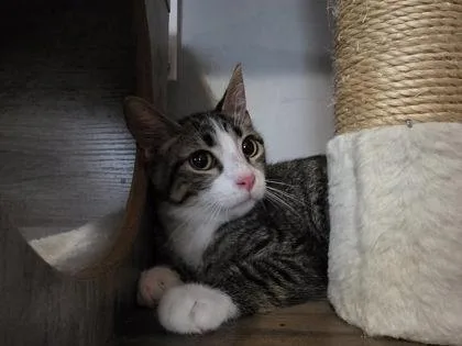 An adult small-sized male Domestic Short Hair cat named Cal for adoption in Berwick, PA