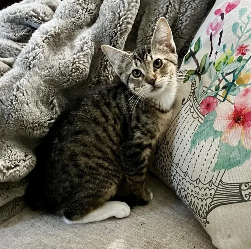 A baby small-sized male Domestic Short Hair cat named Mountain Dew for adoption in Woodbridge, VA