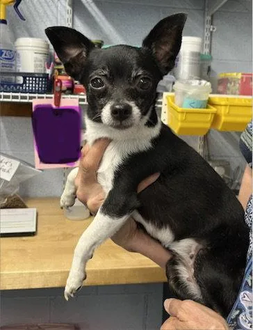 An adult small-sized female Chihuahua dog named Hanna for adoption in Emmett, ID