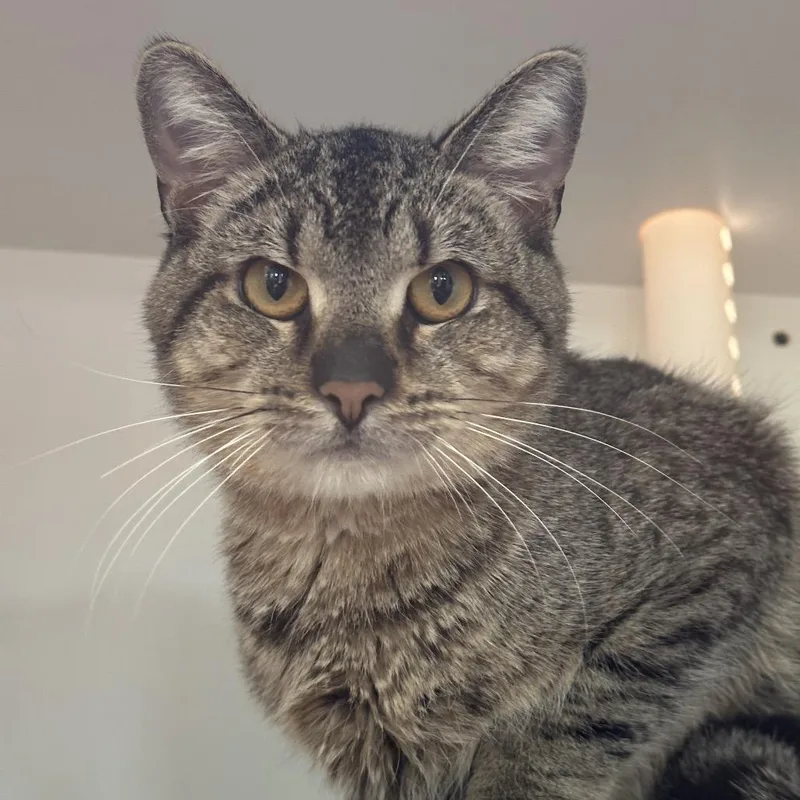 An adult medium-sized male Brown / Chocolate Domestic Short Hair cat named Clutch for adoption in Matteson, IL
